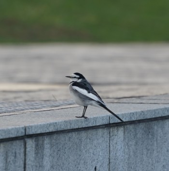 White Wagtail Minatomirai Thu, 11/15/2018