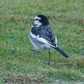 White Wagtail Minatomirai Thu, 11/15/2018