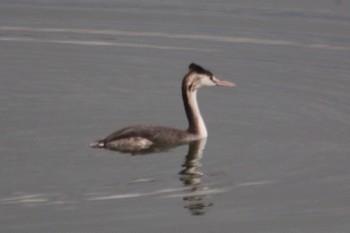 Wed, 11/14/2018 Birding report at 和歌山市紀ノ川