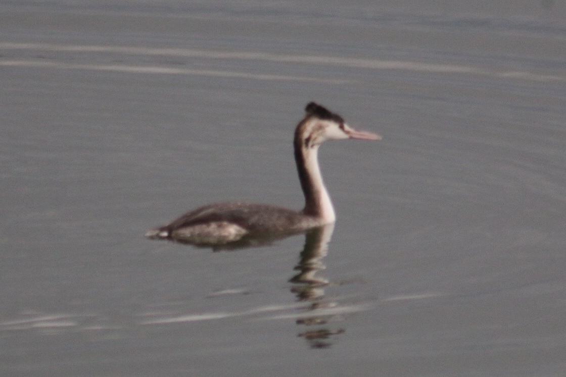 Great Crested Grebe