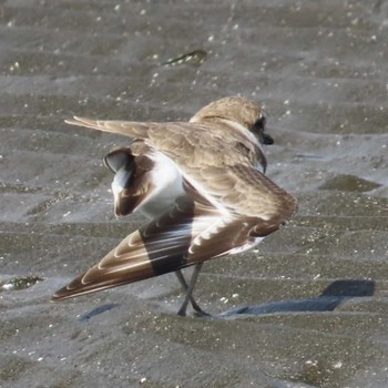 Kentish Plover Sambanze Tideland Sat, 10/14/2023