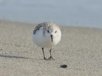 Sanderling 表浜海岸 Tue, 1/30/2024