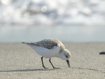 Sanderling 表浜海岸 Tue, 1/30/2024