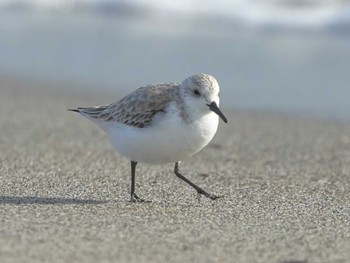 Sanderling 表浜海岸 Tue, 1/30/2024