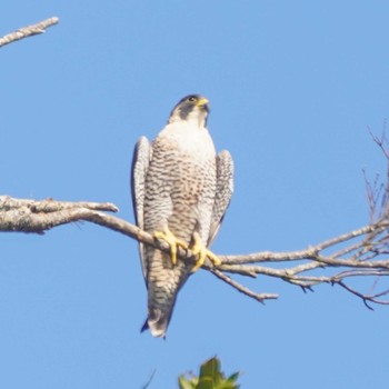 Peregrine Falcon 観音崎公園 Wed, 1/31/2024