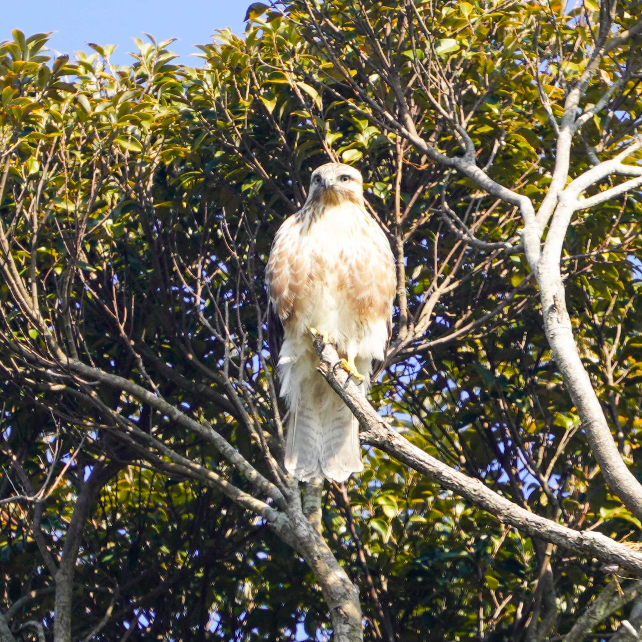 Photo of Eastern Buzzard at 観音崎公園 by misa X