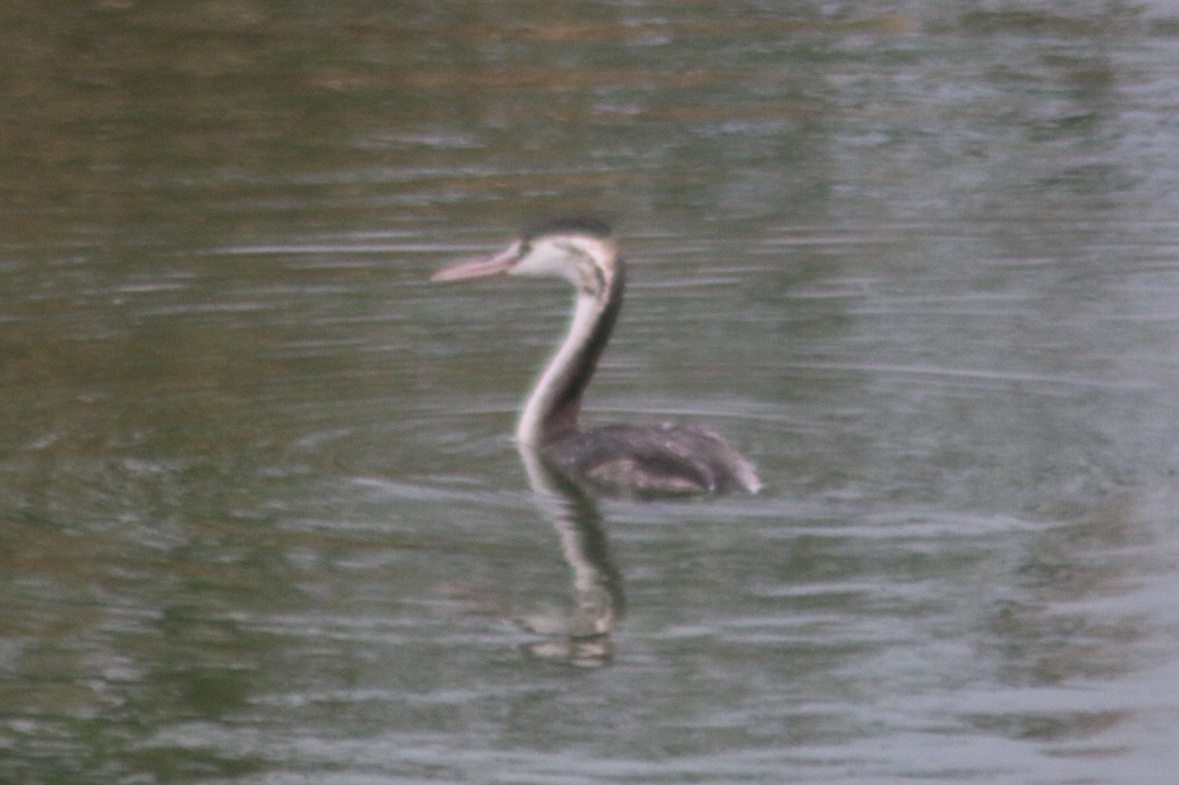 Great Crested Grebe