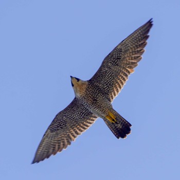 Peregrine Falcon 観音崎公園 Wed, 1/31/2024