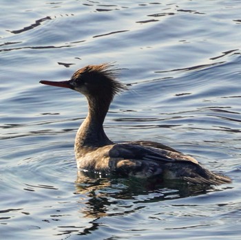 Red-breasted Merganser 横須賀市鴨居 Wed, 1/31/2024