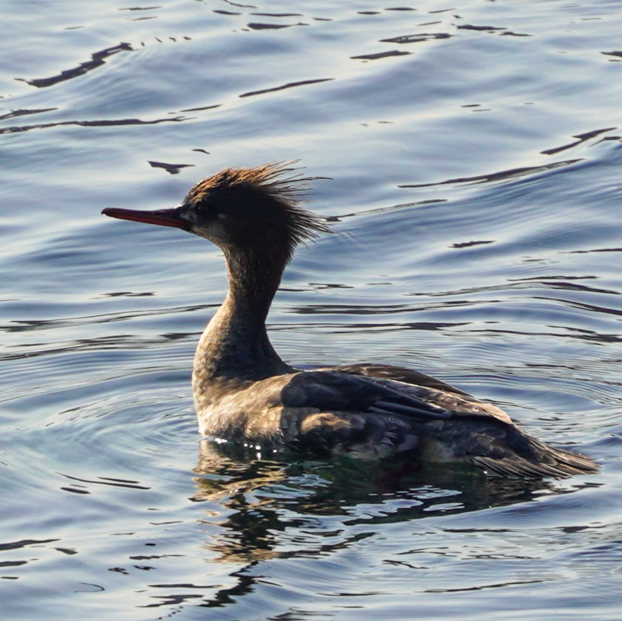 Photo of Red-breasted Merganser at 横須賀市鴨居 by misa X