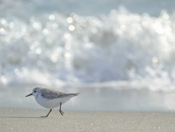 ミユビシギ 表浜海岸 2024年1月30日(火)