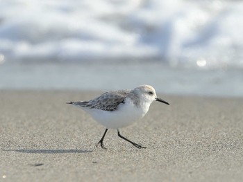 ミユビシギ 表浜海岸 2024年1月30日(火)