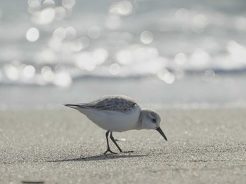 Sanderling 表浜海岸 Tue, 1/30/2024