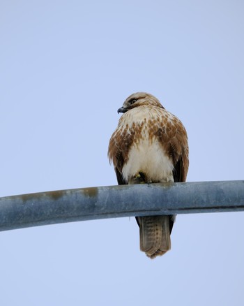 Eastern Buzzard 北海道 北斗市 市渡 Sun, 12/24/2017