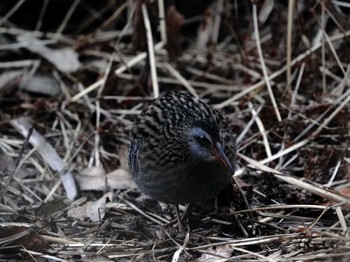 Sun, 1/28/2024 Birding report at 名古屋平和公園