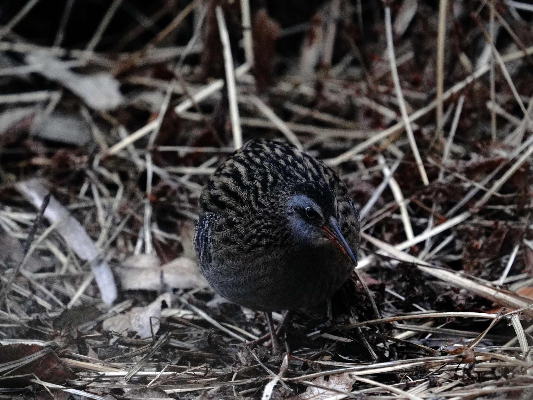 Brown-cheeked Rail