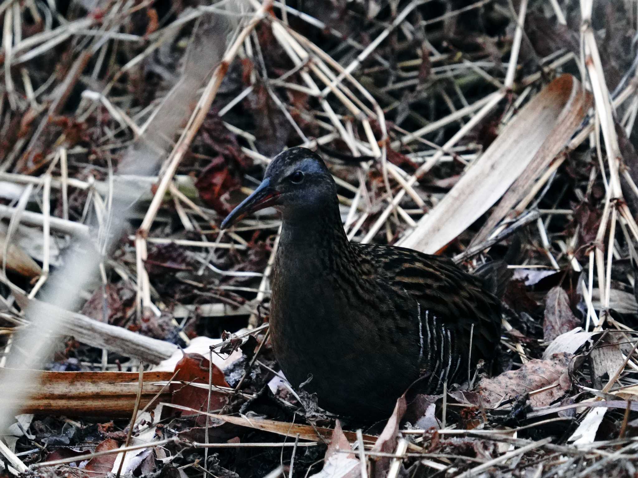 Brown-cheeked Rail