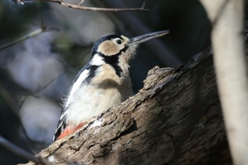 2024年1月6日(土) 水元公園の野鳥観察記録