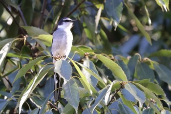 Ryukyu Minivet Mizumoto Park Sat, 1/6/2024