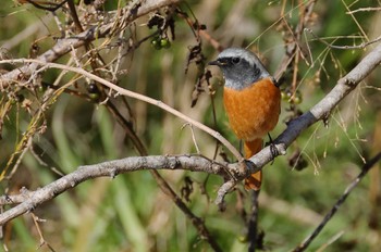 Daurian Redstart 愛知県 Sat, 1/27/2024