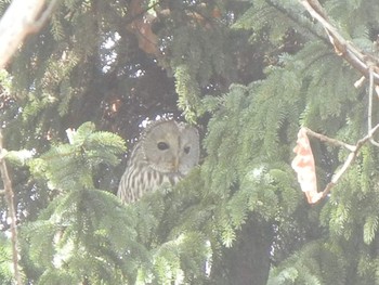 Ural Owl(japonica) 北海道 Thu, 11/15/2018