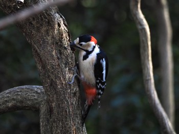 Great Spotted Woodpecker 大堀川水辺公園 Wed, 1/31/2024