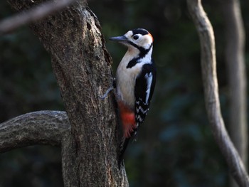 Great Spotted Woodpecker 大堀川水辺公園 Wed, 1/31/2024