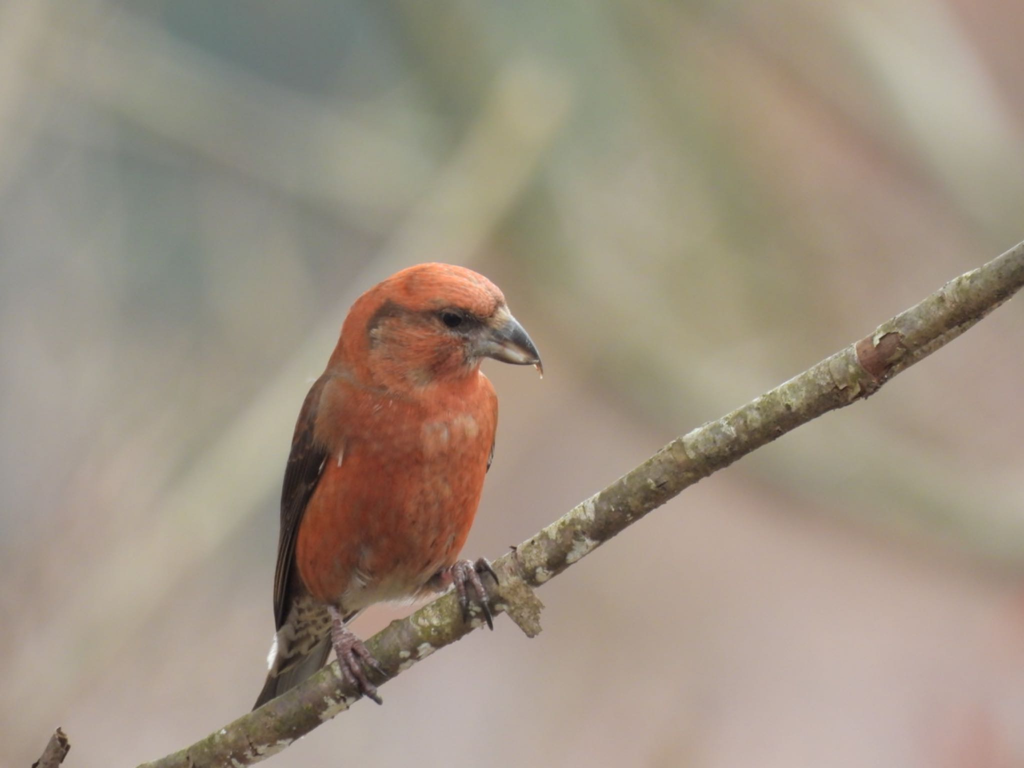 Photo of Red Crossbill at 金剛山 by トモカズ