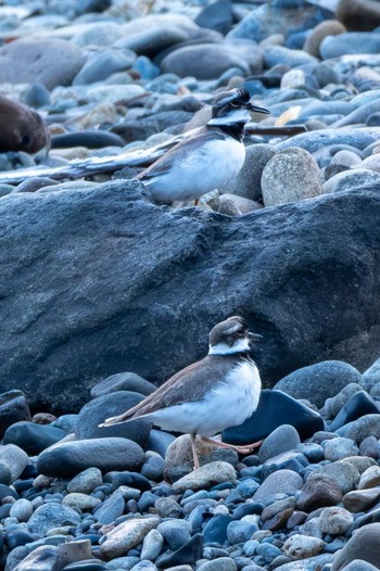 Long-billed Plover 大瀬園地 Wed, 1/31/2024