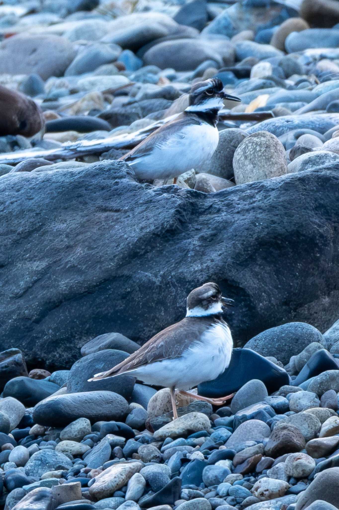 Photo of Long-billed Plover at 大瀬園地 by MNB EBSW