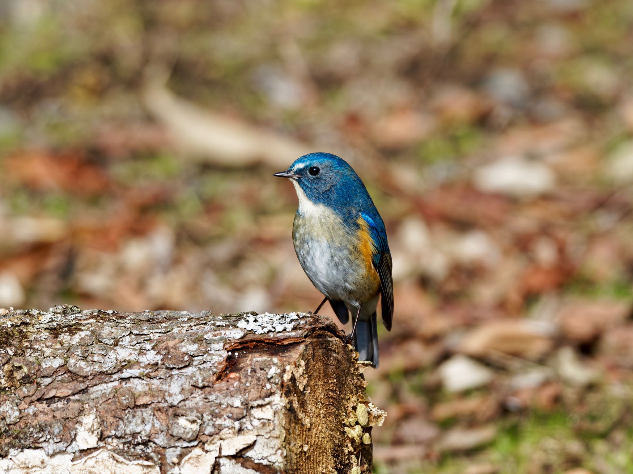 Photo of Red-flanked Bluetail at 和泉葛城山 by speedgame