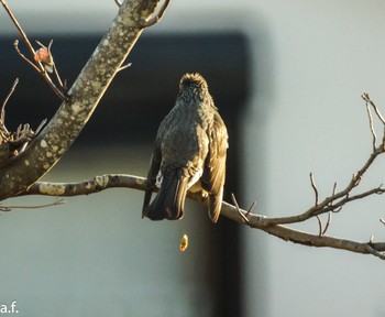 Brown-eared Bulbul 町田市 Wed, 1/31/2024