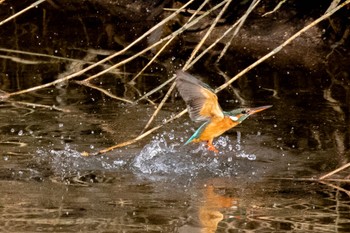 Common Kingfisher 島田川河口(山口県) Tue, 1/9/2024