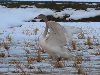 Tundra Swan 湖北野鳥センター Sat, 1/27/2024