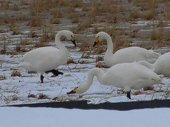 コハクチョウ 湖北野鳥センター 2024年1月27日(土)