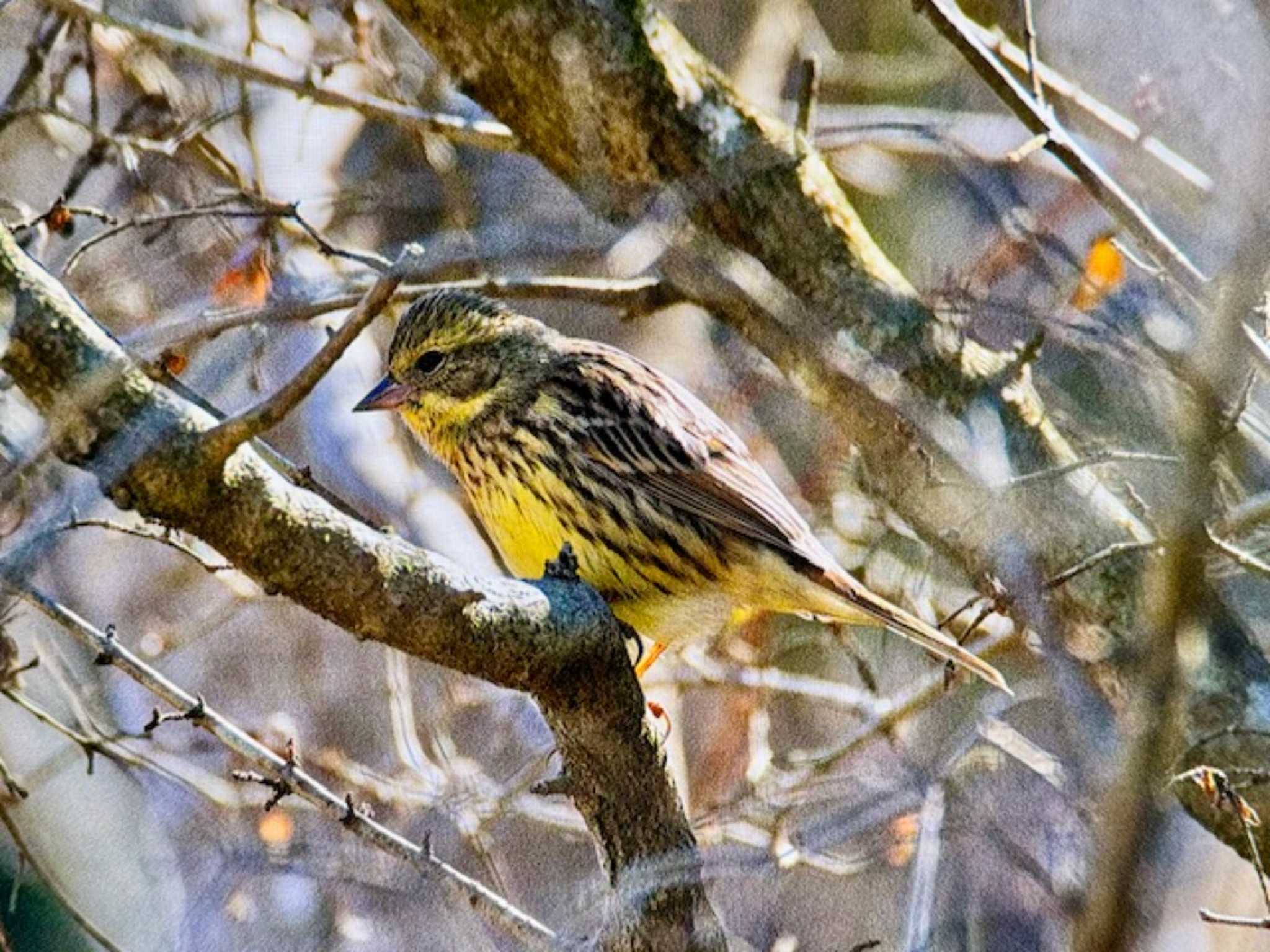 Masked Bunting