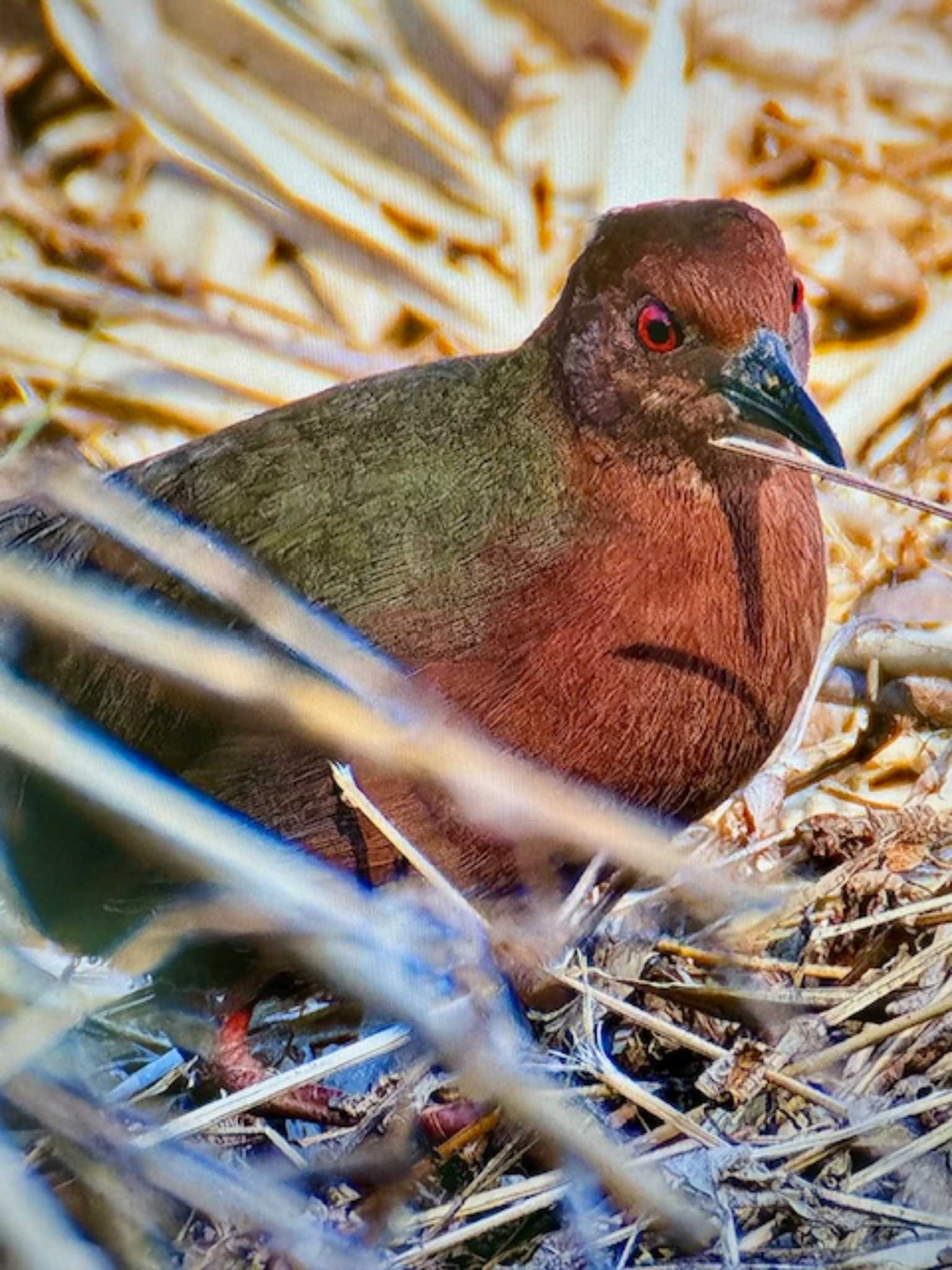 Ruddy-breasted Crake