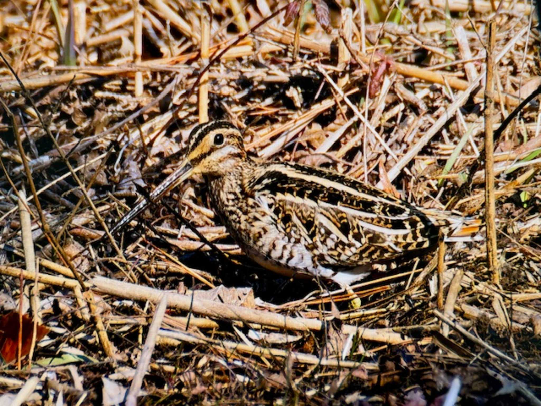 Common Snipe