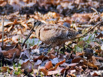 Wed, 1/31/2024 Birding report at Maioka Park