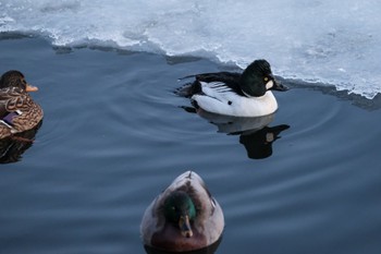 Common Goldeneye 大沼公園(北海道七飯町) Tue, 1/30/2024