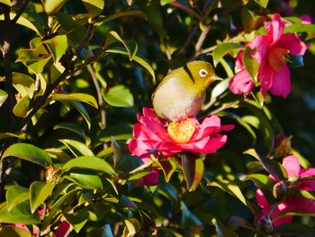 Warbling White-eye 東京都 Thu, 1/25/2024