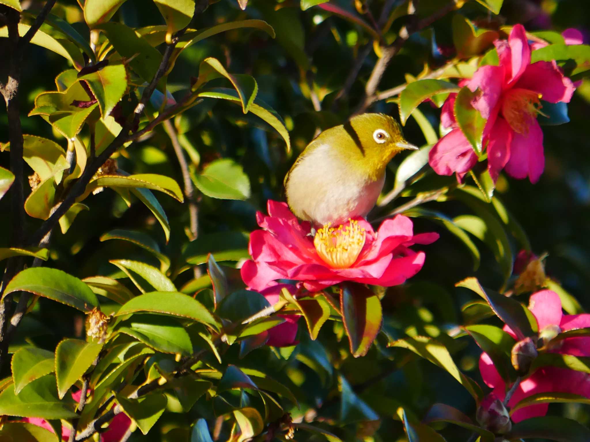 Photo of Warbling White-eye at 東京都 by アカウント8018