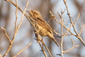 Thu, 1/18/2024 Birding report at 上谷沼調整池