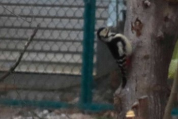 Sat, 1/20/2024 Birding report at 上谷沼調整池