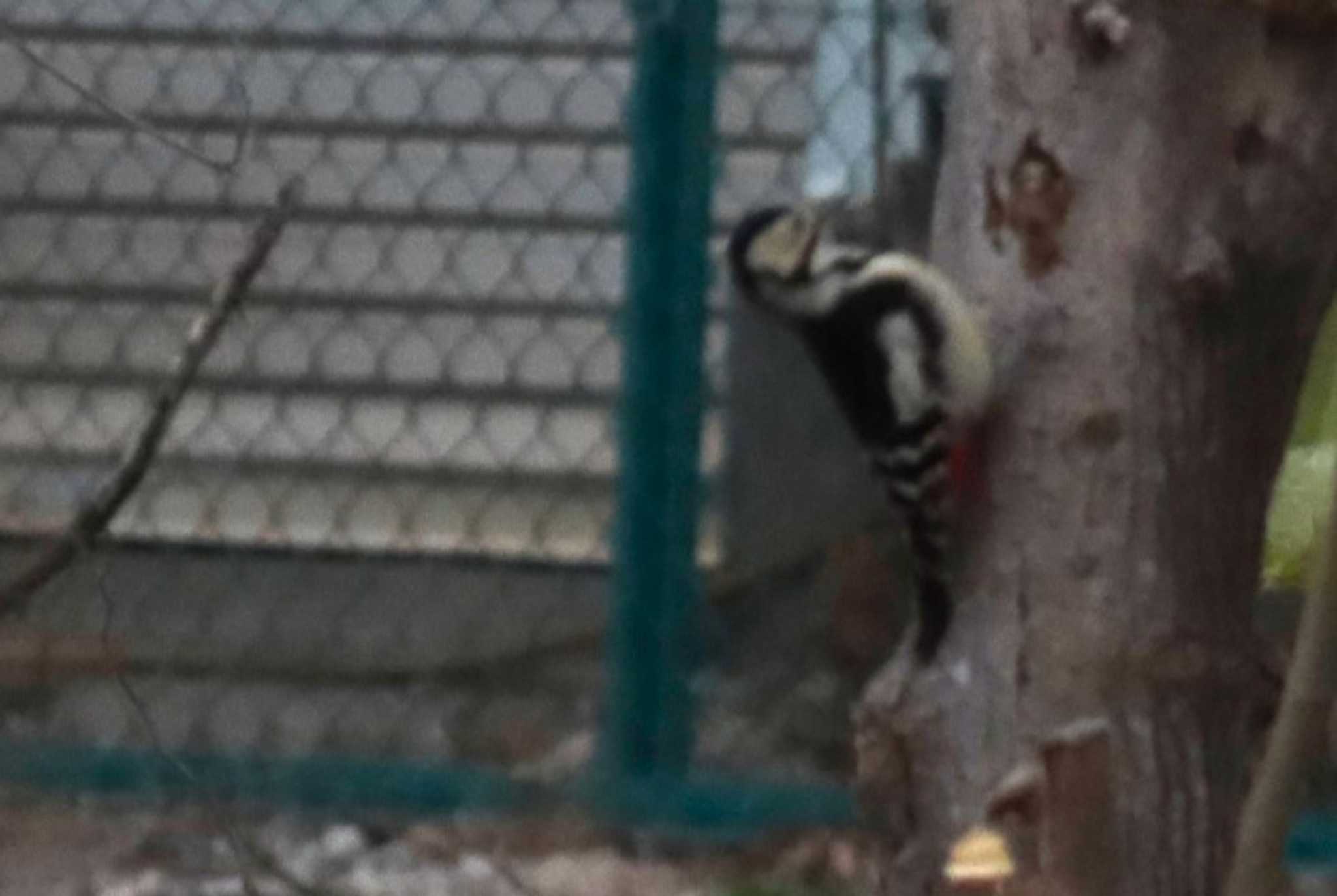 Great Spotted Woodpecker