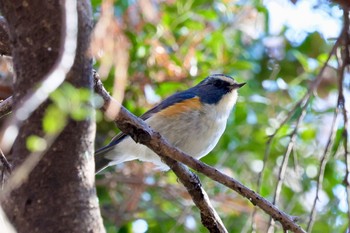 ルリビタキ 秋ヶ瀬公園(野鳥の森) 2024年1月31日(水)