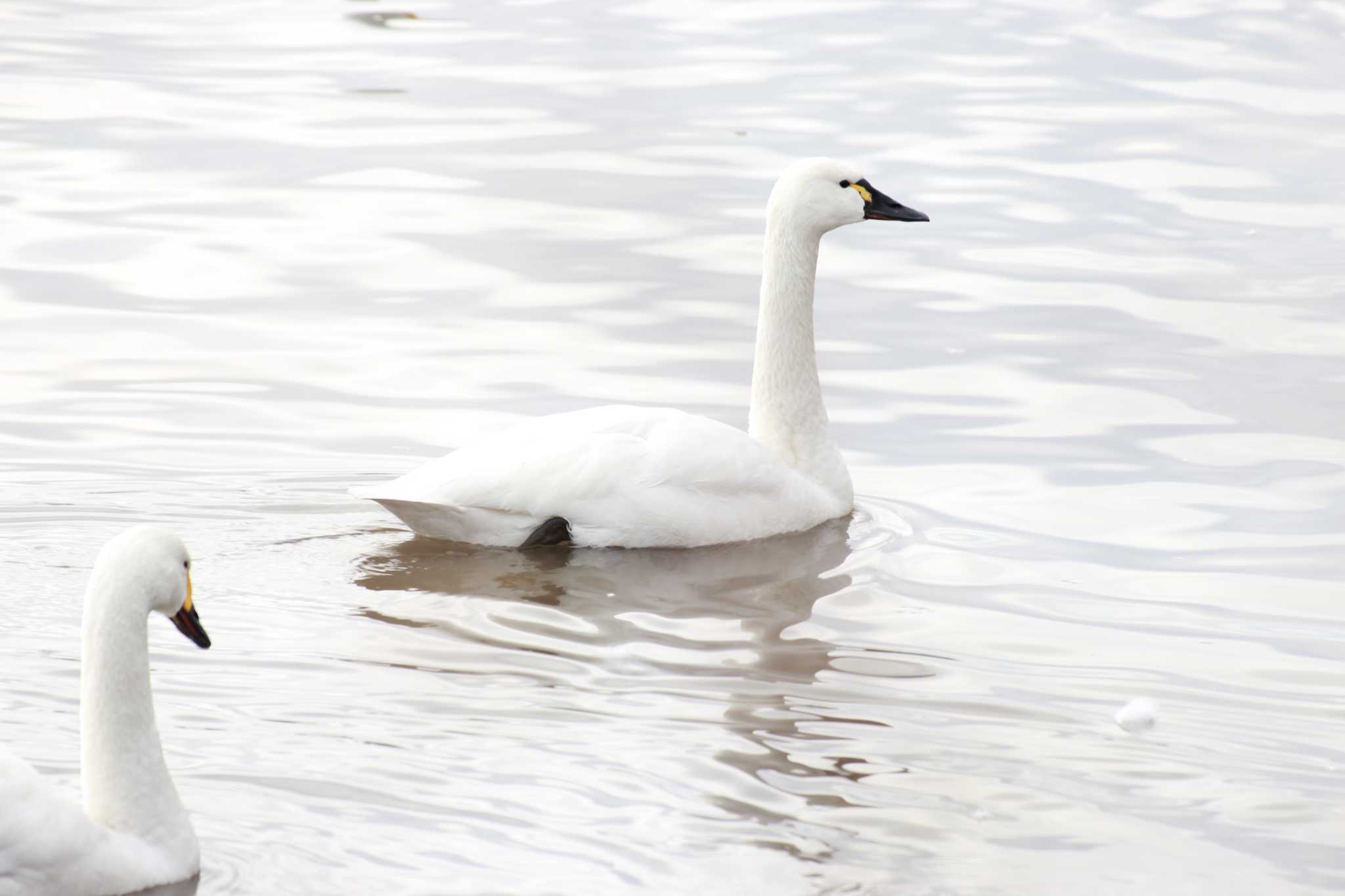 Photo of Tundra Swan(columbianus) at 夏目の堰 (八丁堰) by ちえぞう