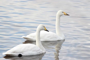 Whooper Swan 夏目の堰 (八丁堰) Wed, 1/31/2024