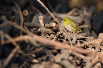 Warbling White-eye ＭＦ Wed, 1/31/2024