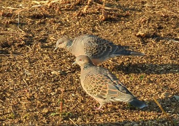 Oriental Turtle Dove 東品川海上公園(東京都品川区) Wed, 1/31/2024